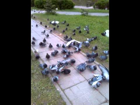 Атаковали голубей. Атаковали голубей. Папа римский ворона чайка. Вороны и голуби. Женщину атакуют голуби.