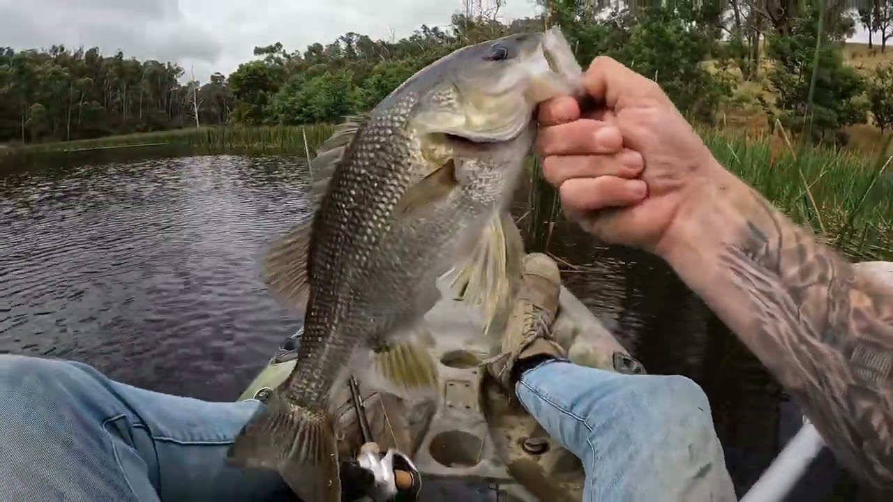 Australian Bass Fishing! Catching big dam Bass