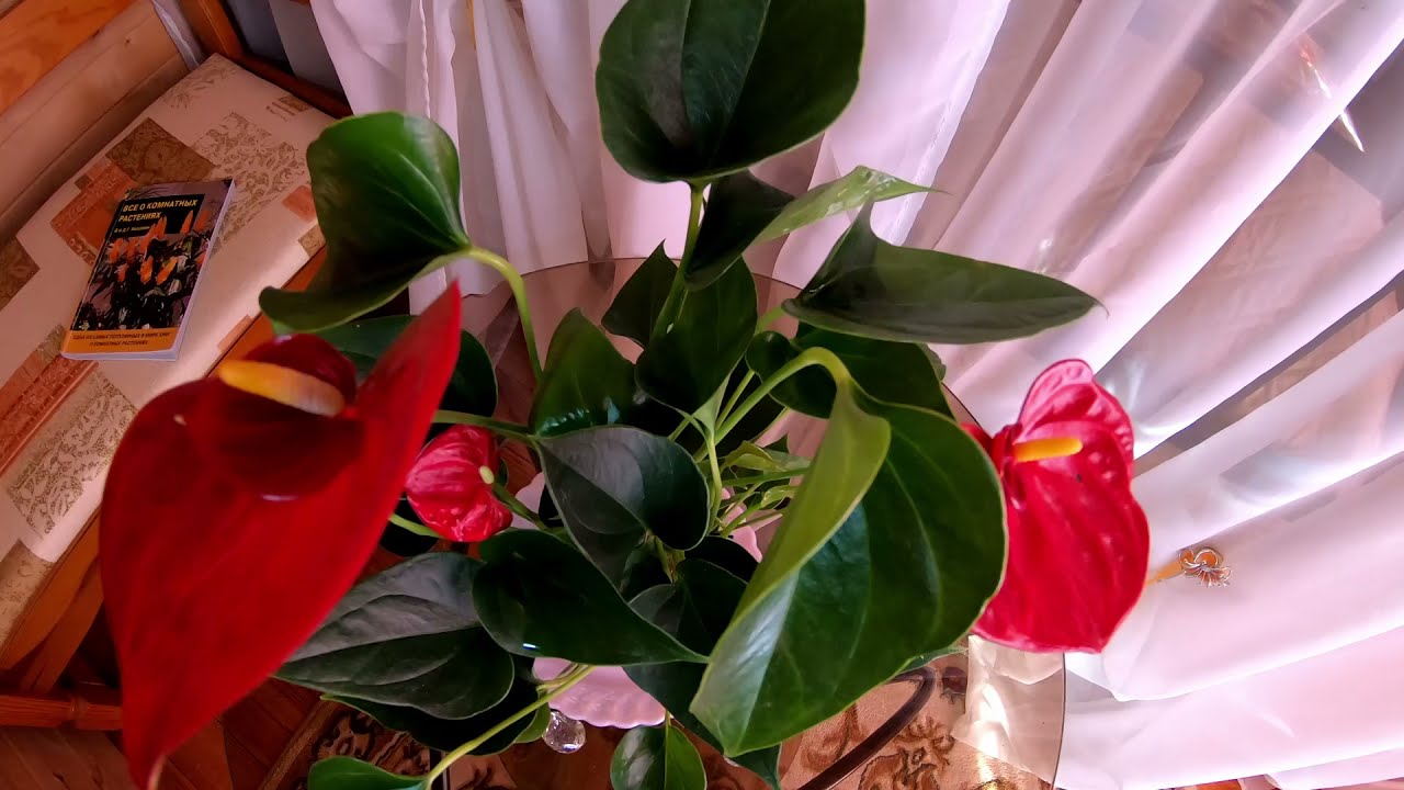 Ядовитый! Мужское счастье!? Антуриум ##уходзаантуриумом #фотоантуриума #цветущиерастениявдоме
