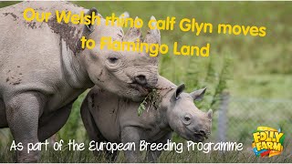 Our Welsh Rhino Has Moved On To Further Breeding Programme