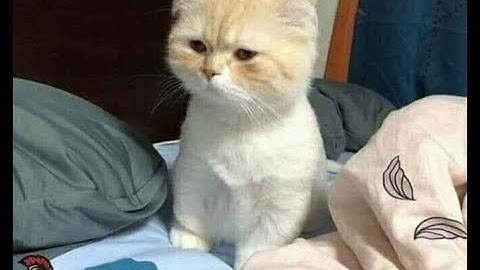 Update Free Hack (02/09/2021) ZingSpeed Mobile | Antiban(95%), Tốc Biến, Tự Động Chạy, Vô Hạn Nitro