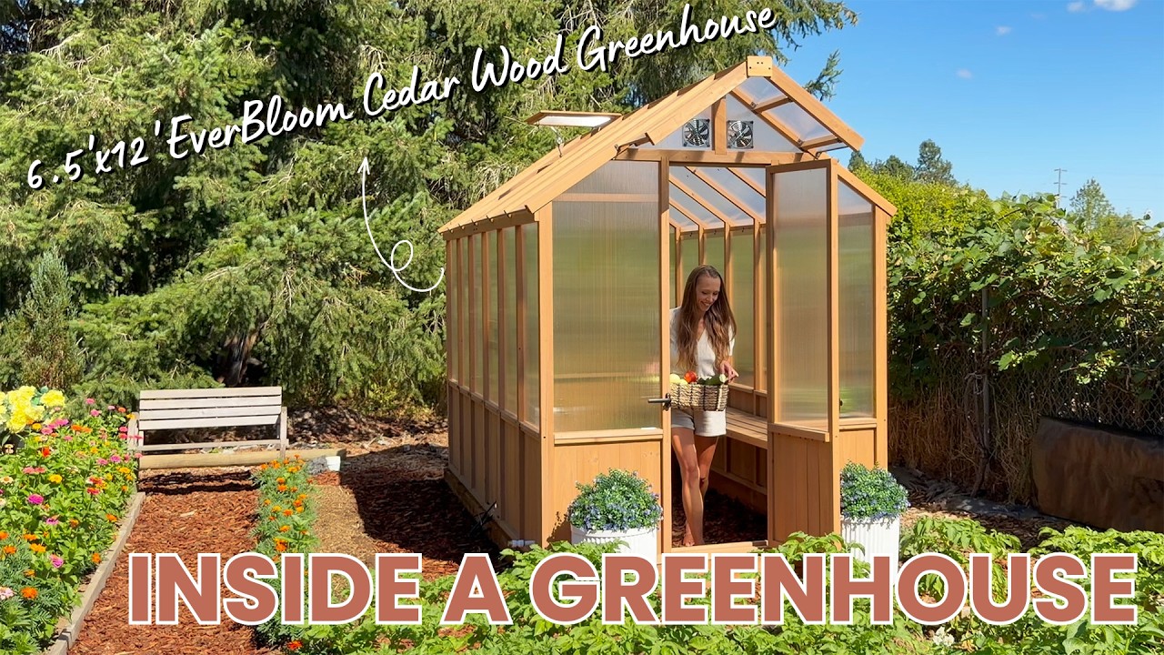 Inside the 6.5'x12' EverBloom Cedar Wood Greenhouse: A Real Backyard Tour