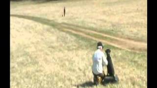 Training Retriever Puppies - Marking Drills - What is the Y Drill