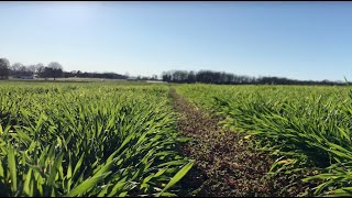 Italian Ryegrass Discussion on Weeds AR Wild Podcast S3 Ep19