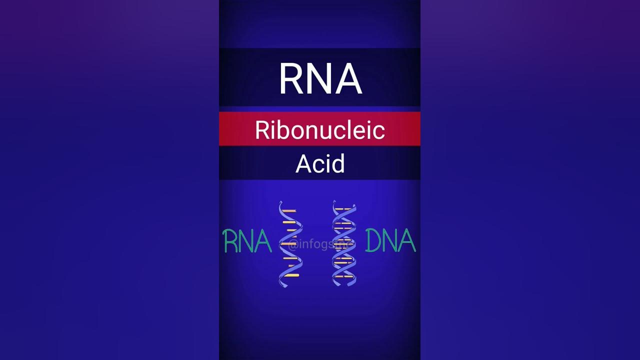full-form-of-rna-short-information-youtube