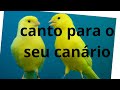 Canário belga canto