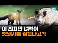 [엠빅네이처] 귀여워 보이는데 무시무시한 포식자? 멸종위기종의 세계!