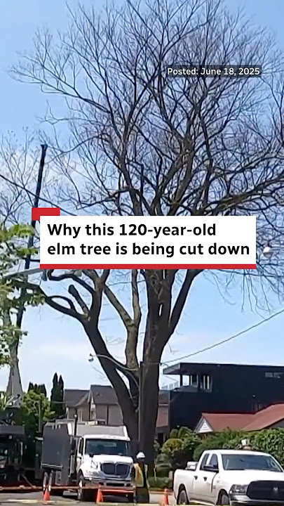 This 120-year-old elm tree in Christie Pits is being cut down