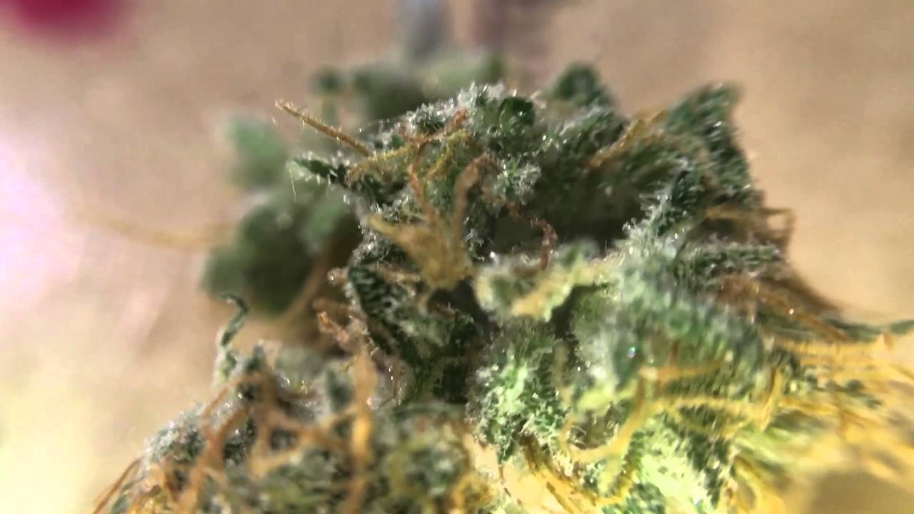 Rosin Dab and Barbara Bud Macro