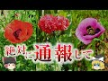 植えたら逮捕…違法植物ケシの危険性について【ゆっくり解説】