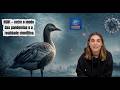 H5N1 — entre o medo das pandemias e a realidade científica