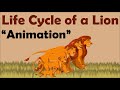 LION LIFE CYCLE Animation 