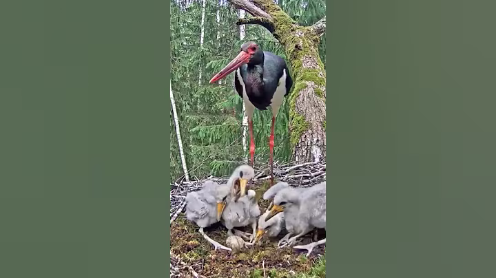 [P#1695] - Review birds nest life, the mother birds feeding her babies in their nest #birdslover