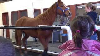 Horse Treadmill.