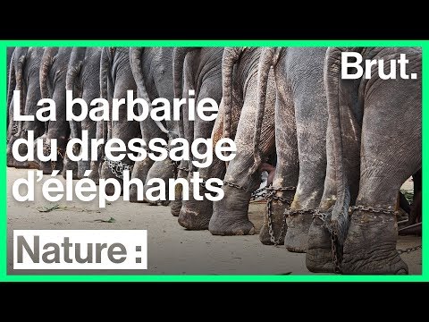 Vidéo: Les éléphants sont-ils m altraités au cirque ?