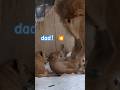 ママ強い💥 パパがママに叱られる🦁旭山動物園 #shorts #lion #baby