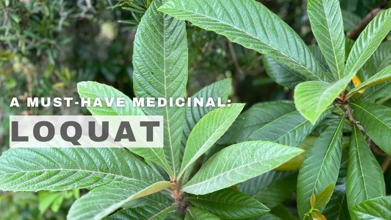 An Essential Medicinal Plant for the Southeast US | Loquat for Food and Health