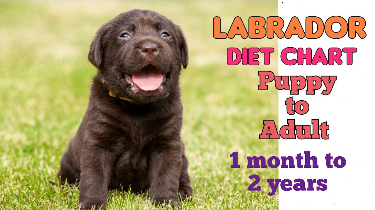 Labrador Diet Chart Plan In Hindi Labrador DOGS labrador-diet-chart-plan-in-hindi-labrador-dogs