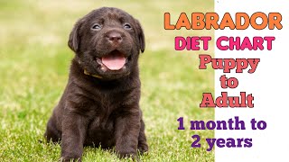 Labrador Diet Chart/Plan in Hindi | Labrador का डाइट चार्ट | DOGS THINGS