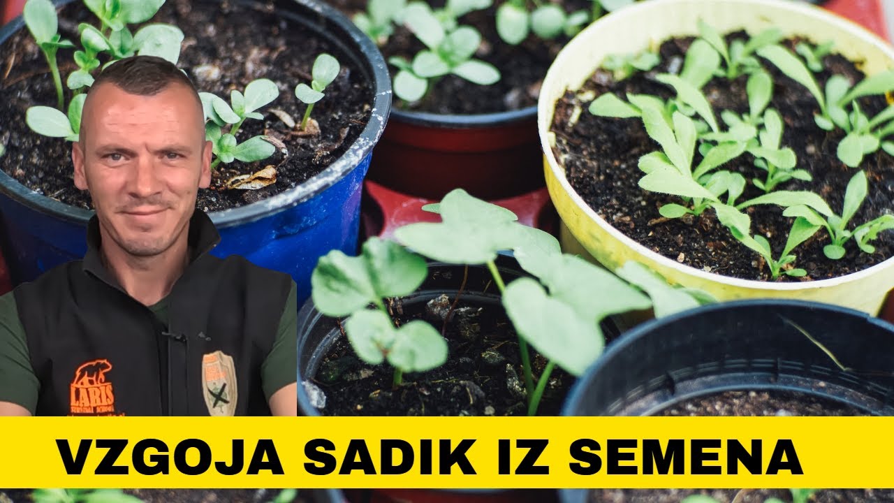 4. DAN - VRTIČKANJE - KAKO VZGOJIMO SADIKE Zelenjave iz SEMENA