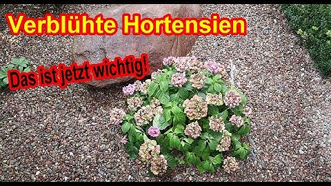 Verblühte Hortensien - Was tun? Verwelkte Hortensien Blüten abschneiden oder nicht?