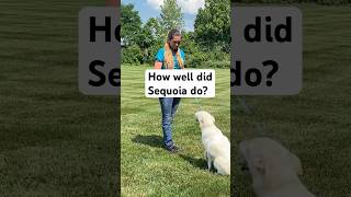 Sequoia practicing the down command with distractions #dogtraining #germanshepherd