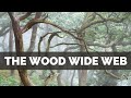 How a hidden world changed my photography  the wood wide web