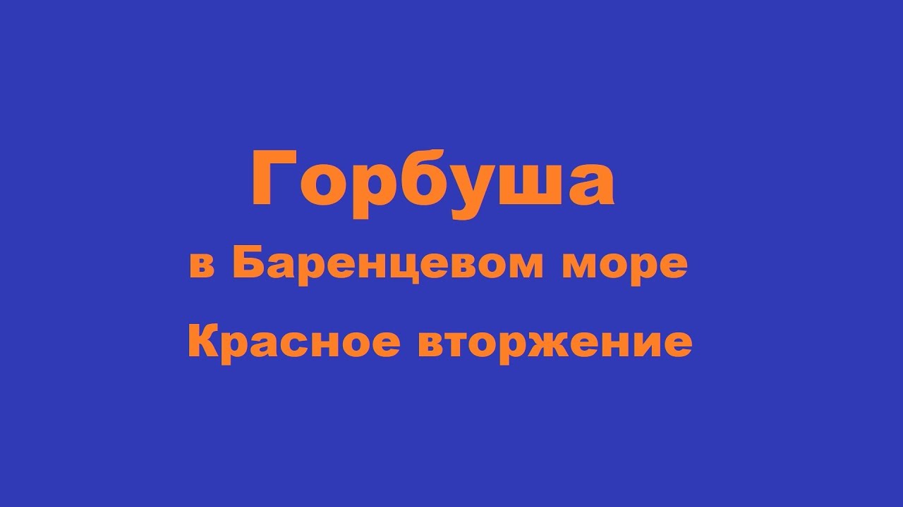 Горбуша - Красная Рыба Баренцевого моря - YouTube
