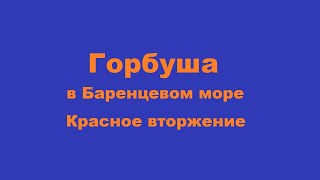 Горбуша - Красная Рыба Баренцевого моря