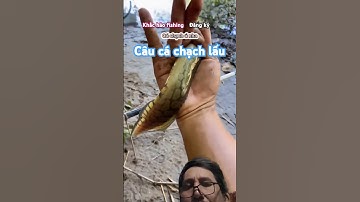 Câu sông cá chạch lấu .# shorts . # câu cá .
