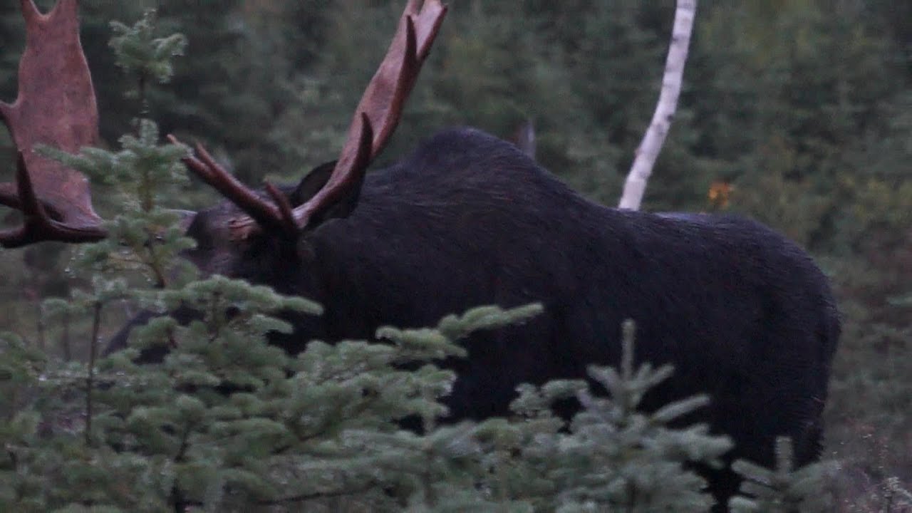 Moose Hunting 2019 / Chasse Orignal 2019 YouTube