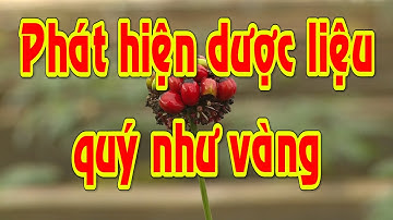 LAI CHÂU - PHÁT HIỆN DƯỢC LIỆU QUÝ NHƯ VÀNG | Sâm Lai Châu I Tam Thất đen I Sâm Ngọc Linh