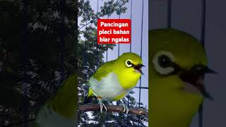 Download Lagu pancingan pleci biar ngalas #plecigacor MP3 Download Lagu pancingan pleci biar ngalas #plecigacor MP3
