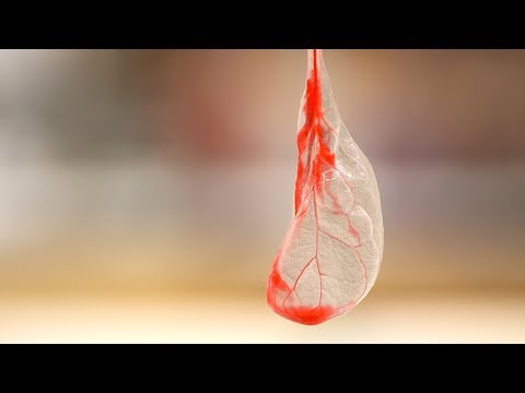 Βίντεο: Τι προκαλεί κηλίδες στα φύλλα του σπανακιού - Λόγοι για κηλίδες στα φύλλα στα φυτά σπανακιού