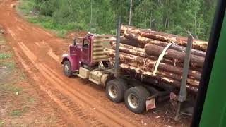 Peterbilt log trucks loaded and pulling