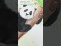 Kiki Zhang draw panda #art #drawing #panda #cute #adorable #watercolor #painting