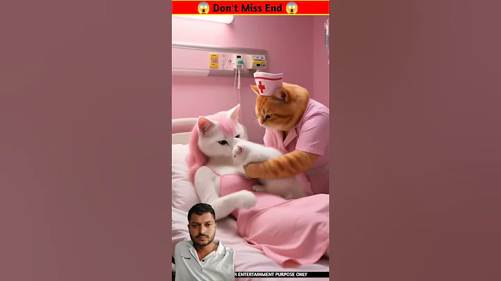 Video 11407591: hilarious cat compilation, hilarious funny compilation cats