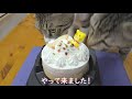 １歳の誕生日に猫用ケーキをあげてみました！そしてプレゼントの行方は？