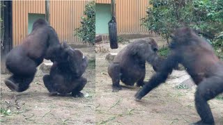 Gentaro is scolded for knocking over Mom Genki. 【Kyoto Zoo, Gorilla,ゴリラ