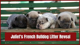 Juliet's French Bulldog Litter Reveal by Woodland Frenchies 333 views 5 days ago 3 minutes, 2 seconds