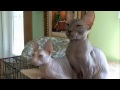 Cats 101 Animal Planet - Donskoy ** High Quality **