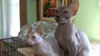 Cats 101 Animal Planet - Donskoy ** High Quality ** by Frank in Thailand 123,310 views 11 years ago 3 minutes, 33 seconds