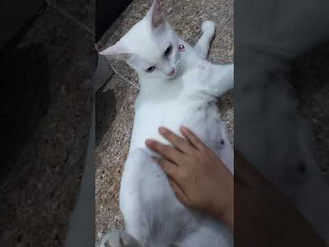 Video: Kontraksi Awal Dan Buruh Di Kucing