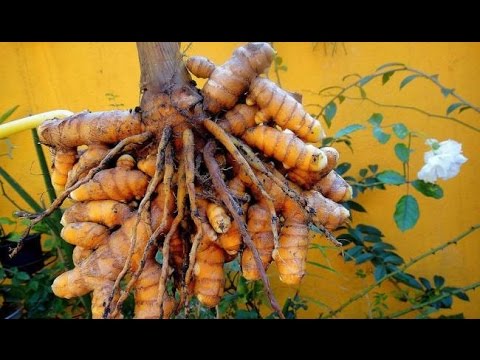 comment planter curcuma