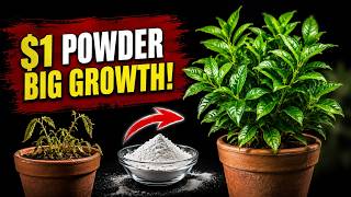 The $1 Powder That Makes Weak Plants Explode With New Growth