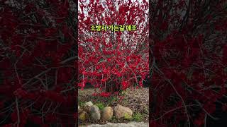 봄의 아름다움 #구례 #봄꽃 #힐링