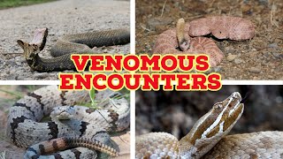 Ridge nosed rattlesnakes, cottonmouths, speckled rattlesnakes and more! Venomous Encounters Part 2