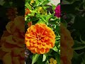 Beautiful Zinnia Flowers showing Unity in Diversity (4K)