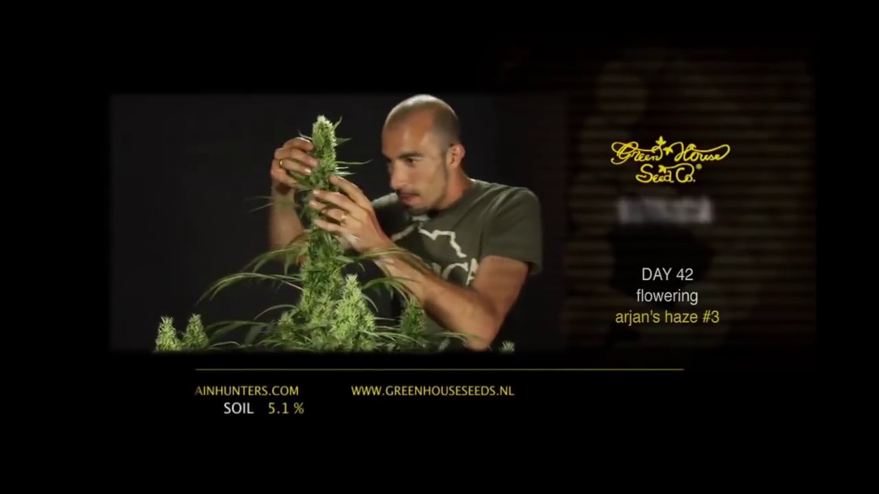 Arjan's Haze Green House Grow Sessions