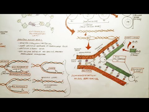 Video: Koja je uloga DNK ligaze u replikaciji DNK?